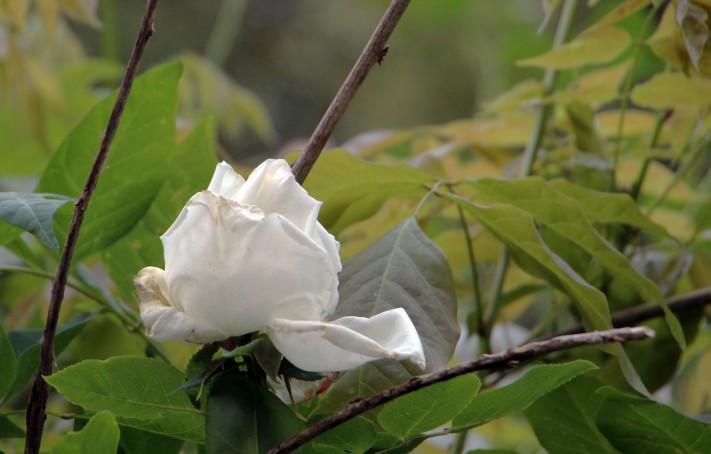 white-rose_6356